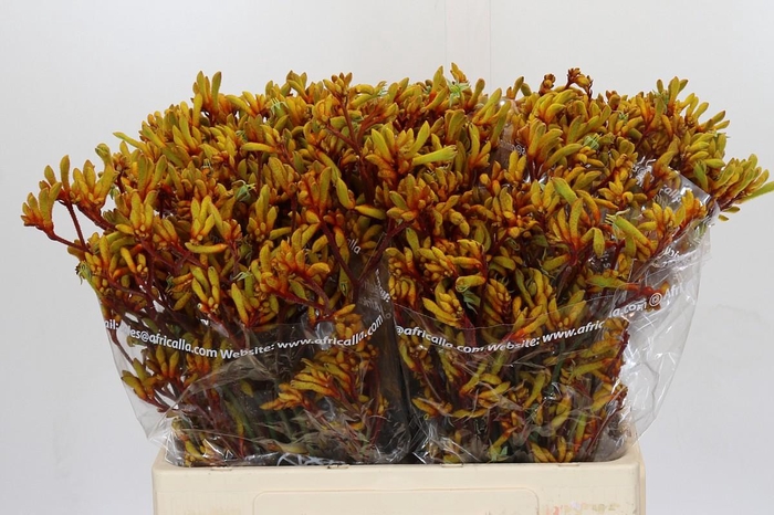 Anigozanthos Gold Fever