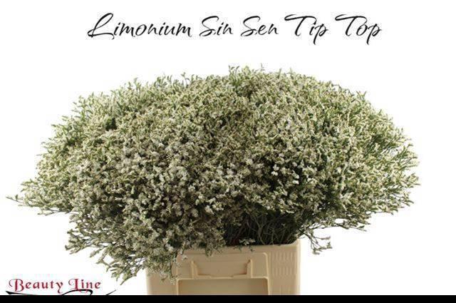 <h4>LIM SIN SEN TIP TOP</h4>