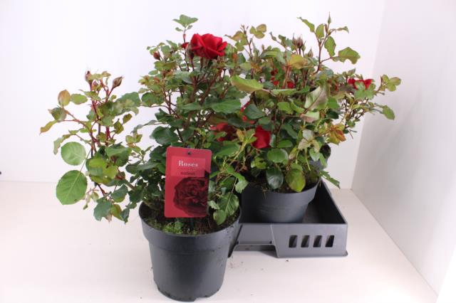 ROSA NP COL OV