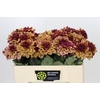 Dahlia Creme de Cognac