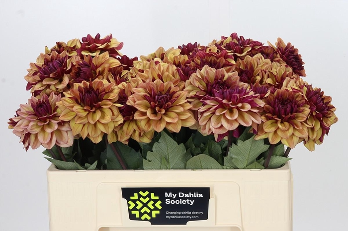 Dahlia Creme de Cognac