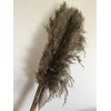 DRIED FLOWERS - SUNFLOWER SEED HEAD NATURAL