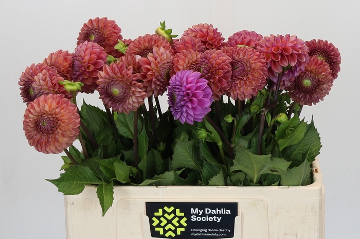 <h4>Dahlia Caitlin's Joy</h4>