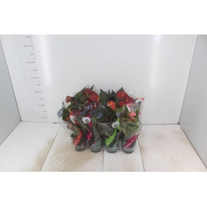 ANTHURIUM VARIADO P09