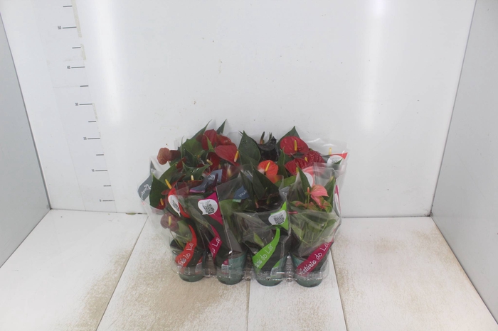 <h4>ANTHURIUM VARIADO P09</h4>
