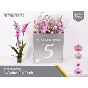 PHAL OV ROZE