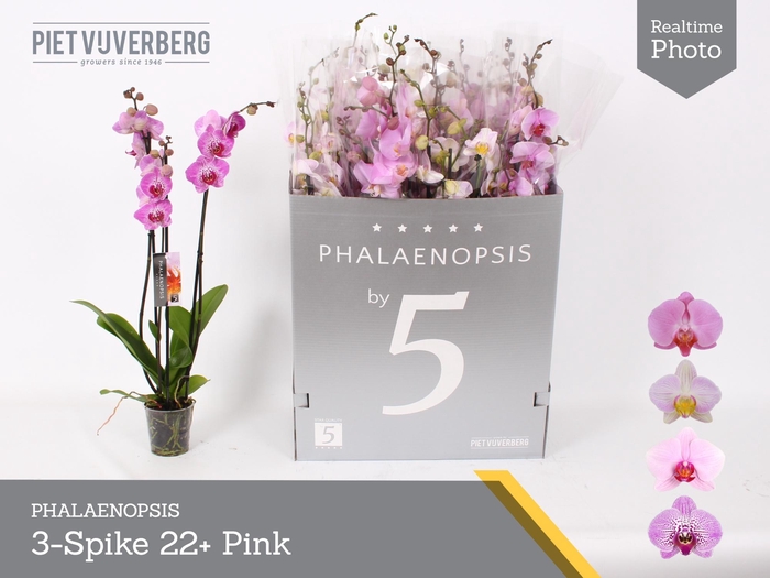 <h4>PHAL OV ROZE</h4>