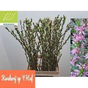 <h4>PRUNUS COMET</h4>