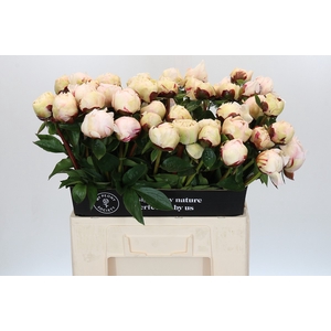 Paeonia Class Act