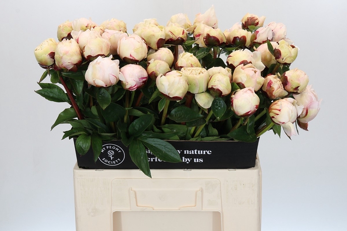 <h4>Paeonia Class Act</h4>