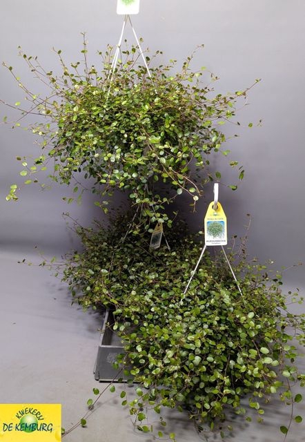 <h4>MUEHLENBECKIA MAORI HANGPOT P22</h4>