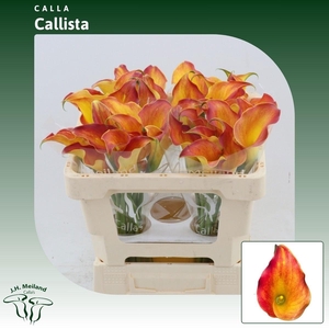 ZANT CALLISTA