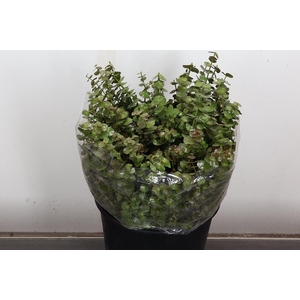 Euca Baby Blue Wx Olijf Groen