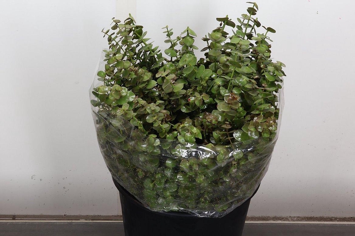 <h4>Euca Baby Blue Wx Olijf Groen</h4>