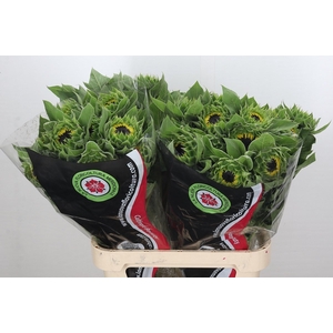 Helianthus Vincent's (promo full cc) 50 cm