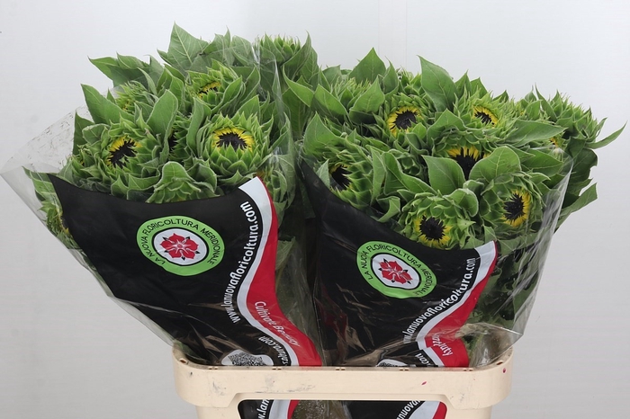 <h4>Helianthus Vincent's</h4>