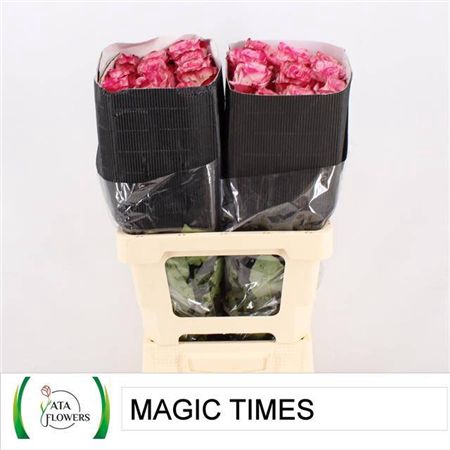 <h4>R Gr Magic Times Ec</h4>