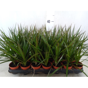 Dracaena marg.