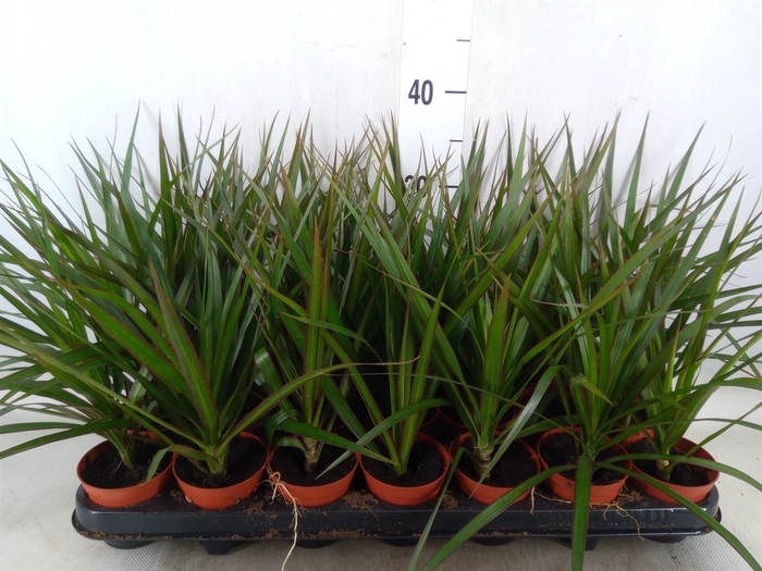 <h4>Dracaena marg.</h4>