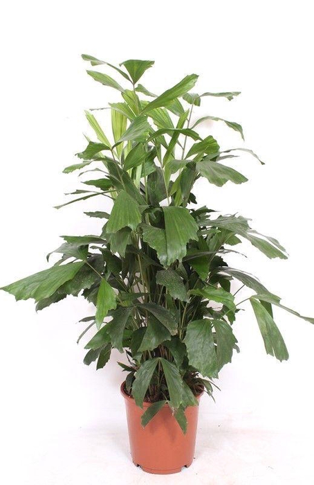<h4>Caryota mitis</h4>