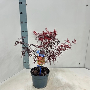 Acer palmatum Garnet