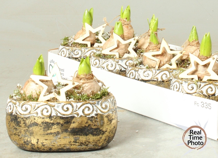 <h4>ARR HYACINTH</h4>