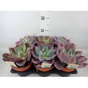 Echeveria   ...