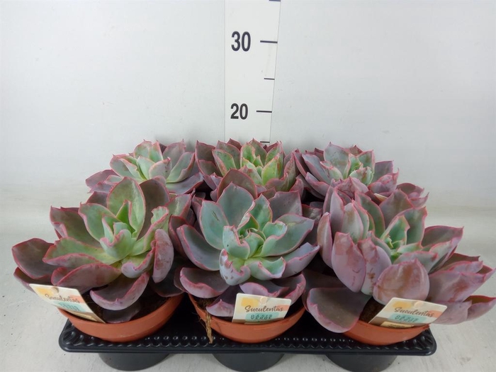 <h4>Echeveria ...</h4>