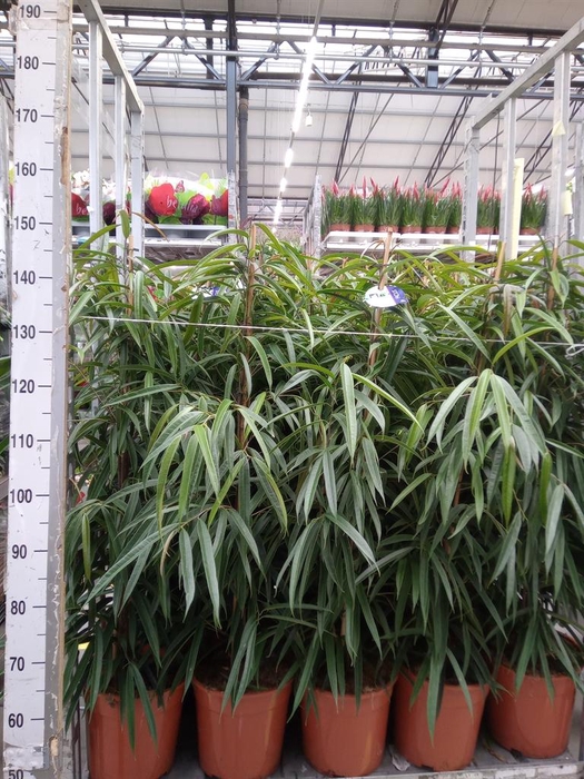 <h4>Ficus binn. 'Alii'</h4>