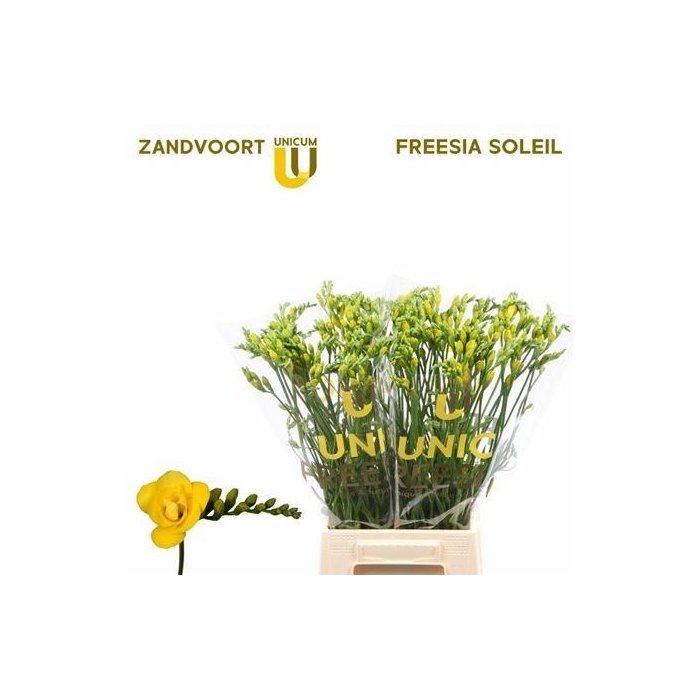 <h4>Fr Du Soleil</h4>