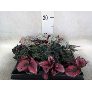 Begonia BD rex   ...mix