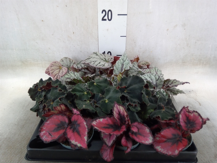 <h4>Begonia BD rex   ...mix</h4>