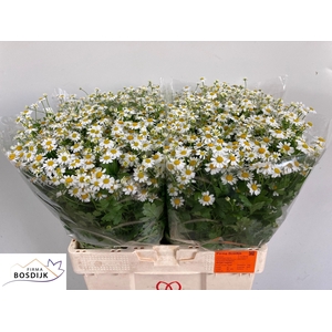 TANA PA SINGLE VEGMO