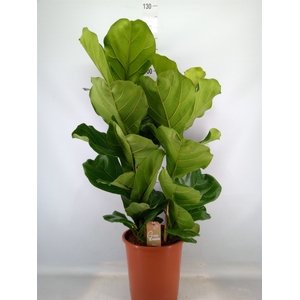 Ficus lyrata