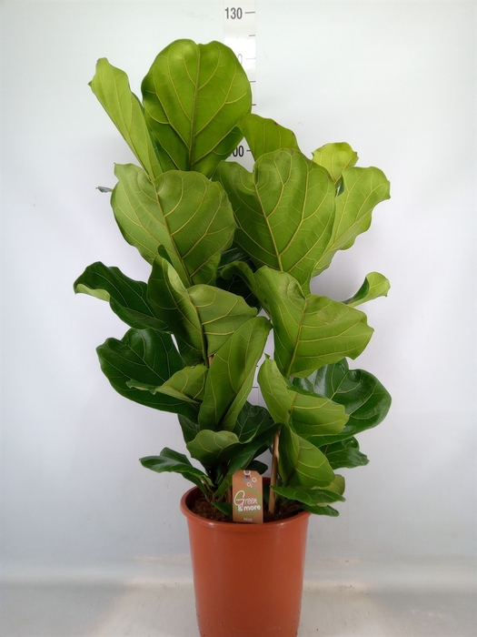 <h4>Ficus lyrata</h4>
