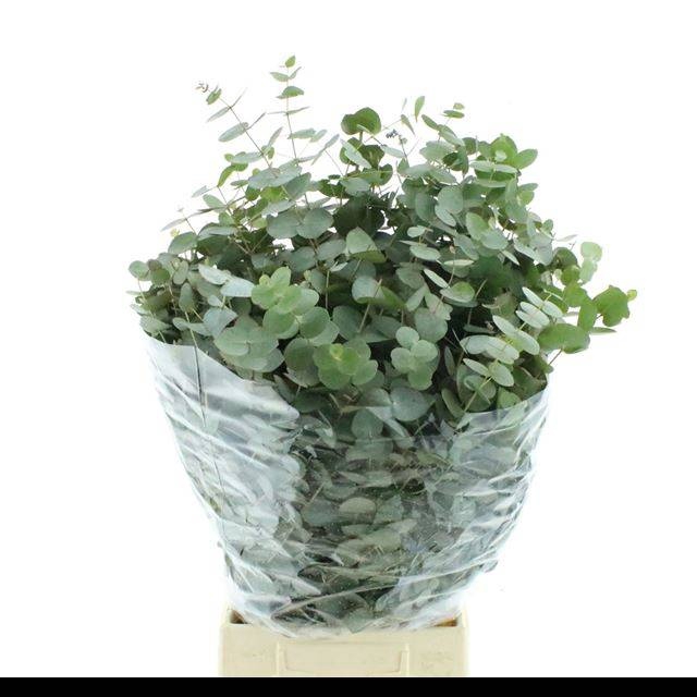 <h4>EUC CINEREA PER BOS</h4>