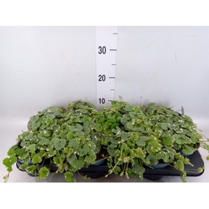 Glechoma hederacea 'Variegata'