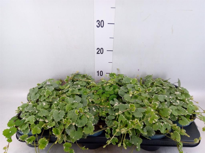 <h4>Glechoma hederacea 'Variegata'</h4>