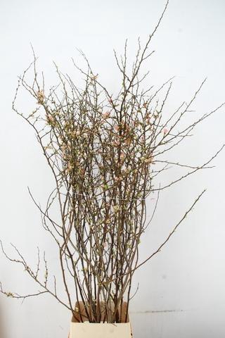 <h4>CHAENOMELES JAPONICA PINK 160CM</h4>