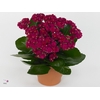 Kalanchoe Moments - Purple