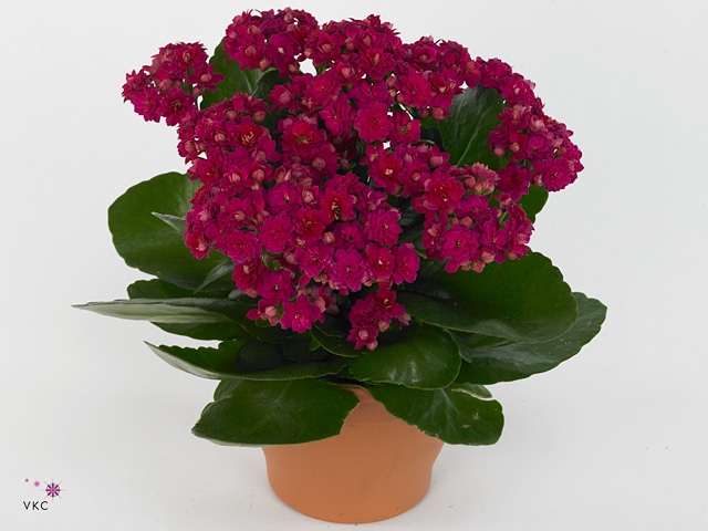 Kalanchoe Moments - Purple