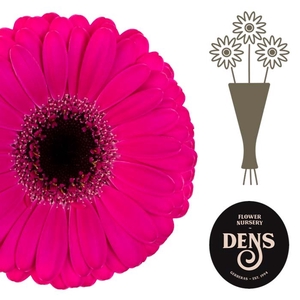 Germini Virgil Water