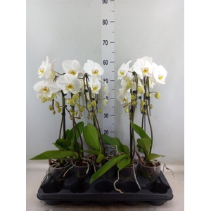 Phalaenopsis  'Ant Leeds'