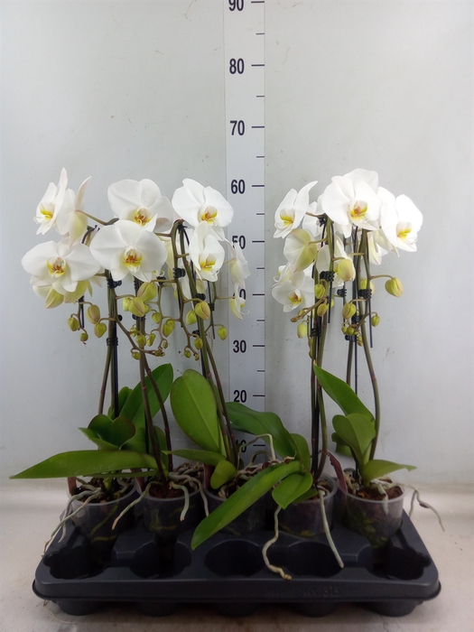 <h4>Phalaenopsis  'Ant Leeds'</h4>