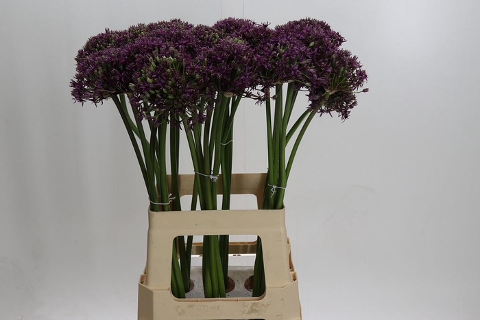 <h4>Allium Miami</h4>