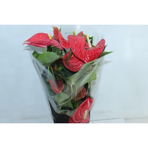 ANTHURIUM MICHIGAN P17 PREMIUM