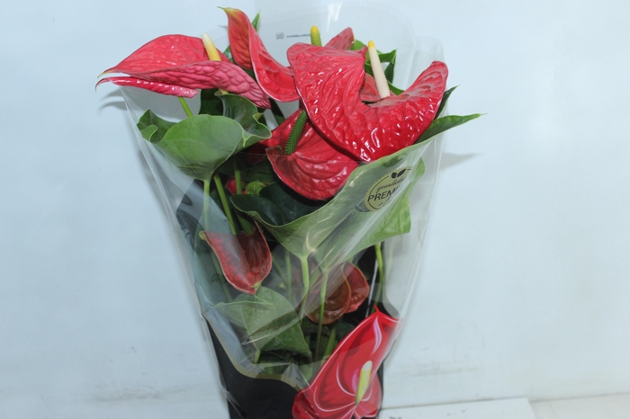 <h4>ANTHURIUM MICHIGAN P17 PREMIUM</h4>