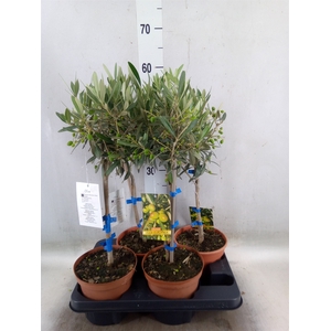 Olea europaea