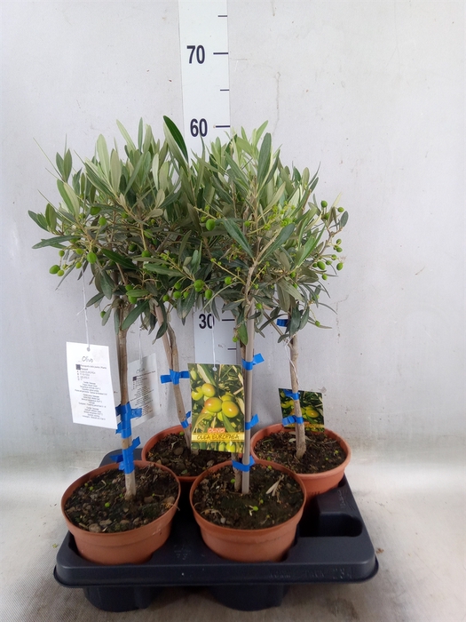 <h4>Olea europaea</h4>