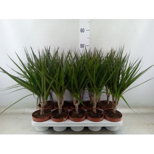 Dracaena marg.